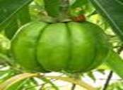 Garcania Combogia