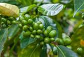 Green Coffee Bean: