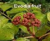 Evodiamine 