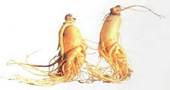 Asian Ginseng