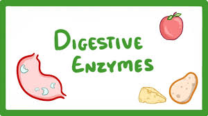 Gut Health Supplements for digestion