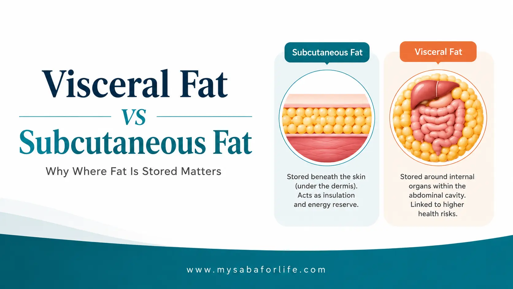Visceral Fat vs Subcutaneous Fat