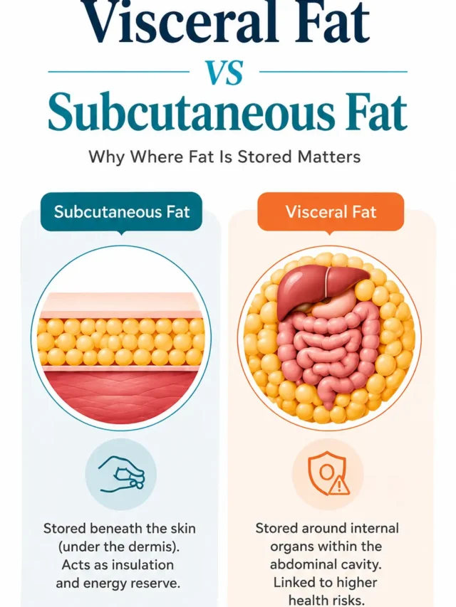 Visceral Fat vs Subcutaneous Fat: Risks, Differences & How to Reduce Them